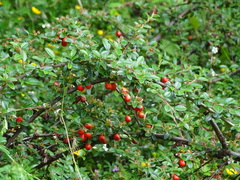 Cotoneaster × suecicus