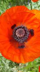 Papaver orientale