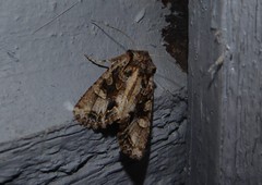 Ichneutica skelloni