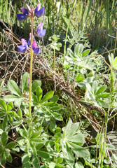 Lupinus affinis