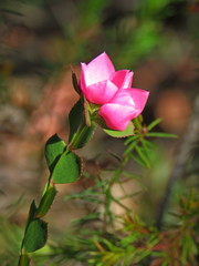 Boronia serrulata