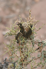 Adesmia spinosissima