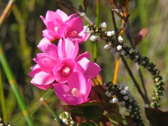 Boronia serrulata