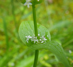 Plectritis congesta brachystemon