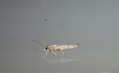 Stathmopoda plumbiflua