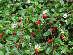 Cotoneaster × suecicus