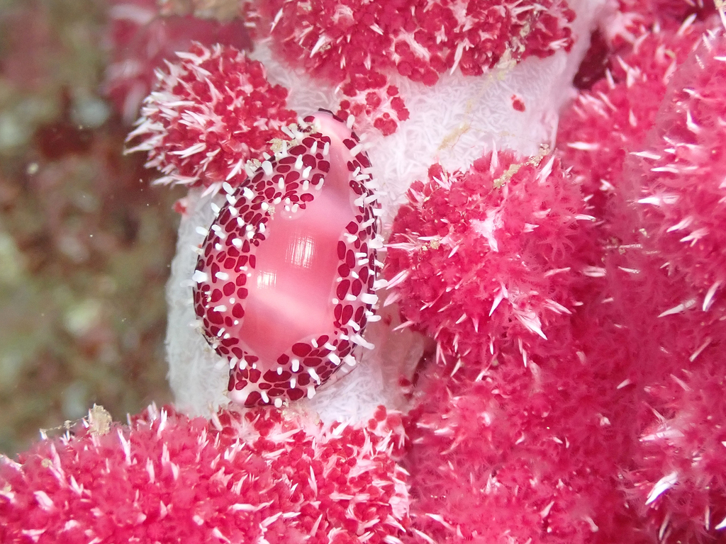 Diminovula whitworthi