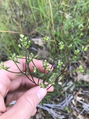 Sericocarpus linifolius
