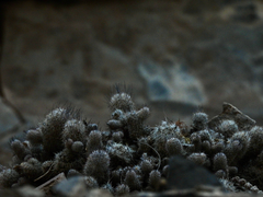 Mammillaria pottsii