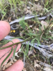 Sericocarpus linifolius