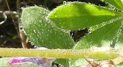 Lupinus affinis