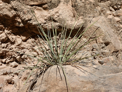 Yucca rigida