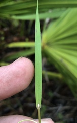 Dichanthelium malacon