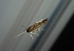 Stathmopoda plumbiflua