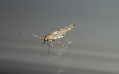 Stathmopoda plumbiflua
