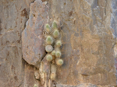 Mammillaria chionocephala