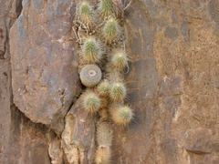 Mammillaria chionocephala