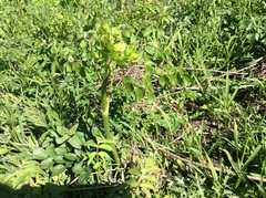 Thalictrum dasycarpum