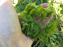 Thalictrum dasycarpum