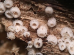 Flagelloscypha minutissima