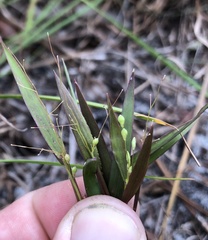 Dichanthelium patentifolium