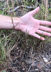 Dichanthelium patentifolium