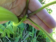 Thalictrum dasycarpum