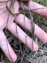 Dichanthelium patentifolium