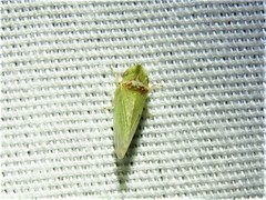Xerophloea viridis