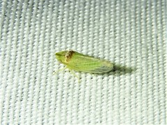 Xerophloea viridis