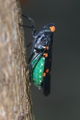 Desudaba maculata