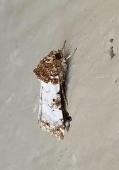 Pseudacontia crustaria