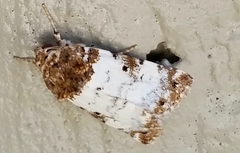 Pseudacontia crustaria