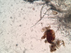 Flagelloscypha minutissima