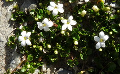 Lobelia glaberrima