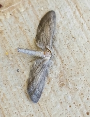 Glaucina interruptaria