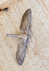 Glaucina interruptaria