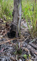 Dichanthelium patentifolium