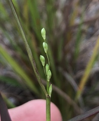 Dichanthelium patentifolium