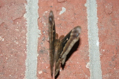 Callosamia angulifera