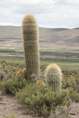 Trichocereus bertramianus