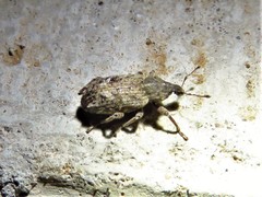 Listroderes difficilis