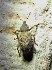 Listroderes difficilis