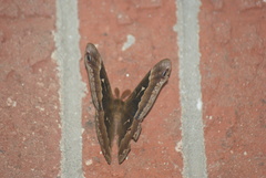 Callosamia angulifera