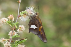 Epargyreus clarus huachuca