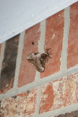 Callosamia angulifera