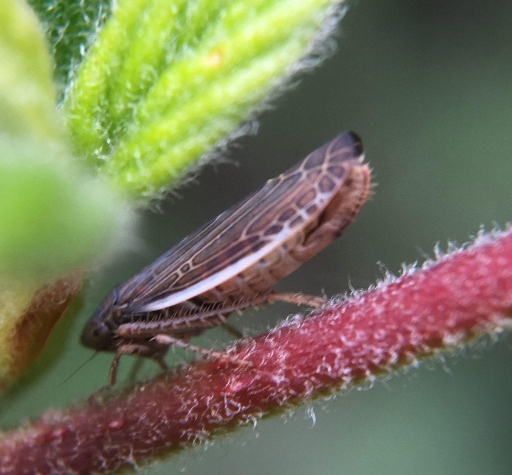 Limbanus