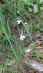 Lobelia spicata