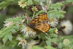 Chlosyne coronado coronado