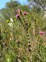 Boronia serrulata
